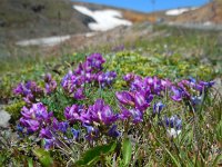 Oxytropis albana 3, Saxifraga-Ed Stikvoort