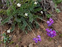 Oxytropis albana 5, Saxifraga-Ed Stikvoort