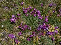 Oxytropis albana 9, Saxifraga-Ed Stikvoort