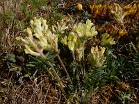 Oxytropis campestris 10, Saxifraga-Ed Stikvoort