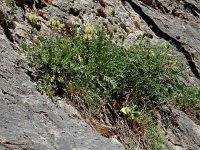 Oxytropis campestris 3, Saxifraga-Ed Stikvoort