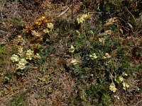 Oxytropis campestris 7, Saxifraga-Ed Stikvoort