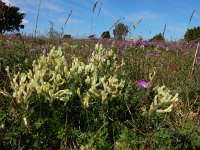 Oxytropis campestris 8, Saxifraga-Ed Stikvoort