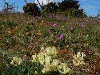 Oxytropis campestris 9, Saxifraga-Ed Stikvoort