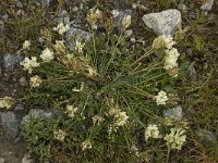 Oxytropis fetida 2, Saxifraga-Willem van Kruijsbergen