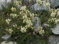 Oxytropis fetida 3, Saxifraga-Willem van Kruijsbergen