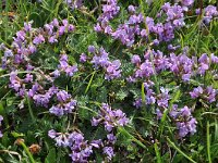 Oxytropis jacquinii 13, Saxifraga-Harry Jans