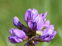 Oxytropis jacquinii 16, Saxifraga-Sonja Bouwman  Mountain milk-vetch - Oxytropis jacquinii - Fabaceae familie; Alp Trider (Zw)