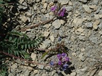 Oxytropis jacquinii 3, Saxifraga-Jan van der Straaten