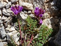 Oxytropis jacquinii 4, Saxifraga-Ed Stikvoort