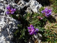 Oxytropis jacquinii 7, Saxifraga-Ed Stikvoort