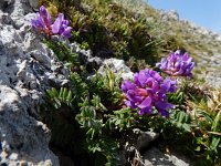 Oxytropis jacquinii 9, Saxifraga-Ed Stikvoort