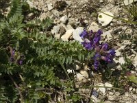 Oxytropis lapponica 2, Saxifraga-Jan van der Straaten