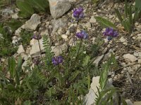 Oxytropis lapponica 3, Saxifraga-Willem van Kruijsbergen