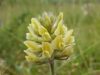 Oxytropis pilosa 2, Saxifraga-Ed Stikvoort