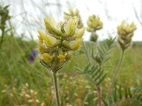 Oxytropis pilosa 3, Saxifraga-Ed Stikvoort