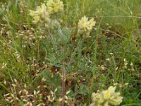 Oxytropis pilosa 5, Saxifraga-Ed Stikvoort