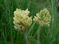 Oxytropis pilosa 6, Saxifraga-Jan Willem Jongepier