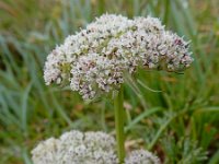 Pachypleurum mutellinoides 2, Saxifraga-Ed Stikvoort