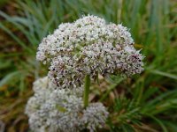 Pachypleurum mutellinoides 3, Saxifraga-Ed Stikvoort