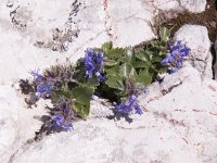 Paederota bonarota 10, Saxifraga-Luuk Vermeer