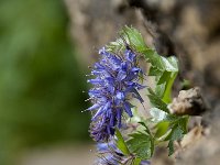 Paederota bonarota 3, Saxifraga-Luuk Vermeer