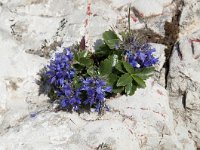 Paederota bonarota 9, Saxifraga-Luuk Vermeer