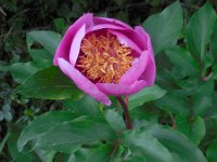 Paeonia broteri 12, Saxifraga-Ed Stikvoort