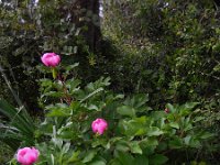 Paeonia broteri 13, Saxifraga-Ed Stikvoort