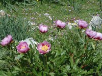 Paeonia broteri 2, Saxifraga-Jan van der Straaten