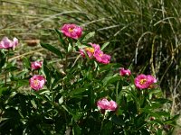 Paeonia broteri 4, Saxifraga-Dirk Hilbers