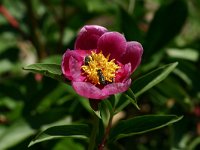 Paeonia broteri 5, Saxifraga-Dirk Hilbers