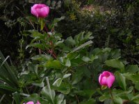 Paeonia broteri 7, Saxifraga-Ed Stikvoort