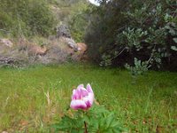 Paeonia broteri 8, Saxifraga-Ed Stikvoort