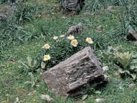 Paeonia clusii 2, Saxifraga-Jan van der Straten