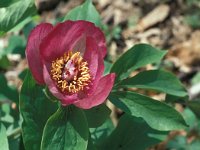 Paeonia mascula 13, Saxifraga-Jan van der Straaten