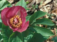 Paeonia mascula 14, Saxifraga-Jan van der Straaten