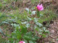 Paeonia mascula 6, Saxifraga-Rutger Barendse