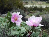 Paeonia mascula 8, Saxifraga-Jeroen Willemsen