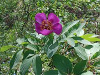 Paeonia mascula 9, Saxifraga-Jeroen Willemsen