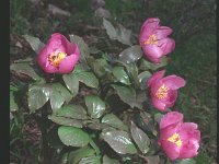 Paeonia mascula ssp russi 5, Saxifraga-Eugen Schaub