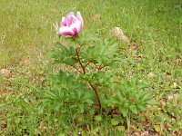 Paeonia officinalis 3, Pioenroos, Saxifraga-Peter Meininger