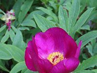 Paeonia officinalis 4, Pioenroos, Saxifraga-Jeroen Willemsen