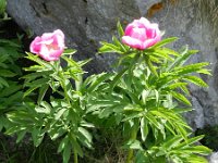 Paeonia officinalis 5, Pioenroos, Saxifraga-Rutger Barendse