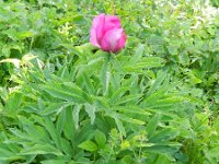 Paeonia officinalis 7, Pioenroos, Saxifraga-Rutger Barendse