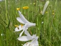 Paeonia officinalis 9, Pioenroos, Saxifraga-Rutger Barendse