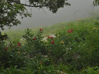 Paeonia saueri 3, Saxifraga-Harry Jans