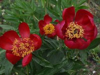 Paeonia saueri 5, Saxifraga-Harry Jans