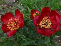 Paeonia saueri 6, Saxifraga-Harry Jans