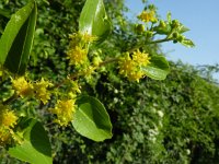 Paliurus australis 4, Saxifraga-Jasenka Topic